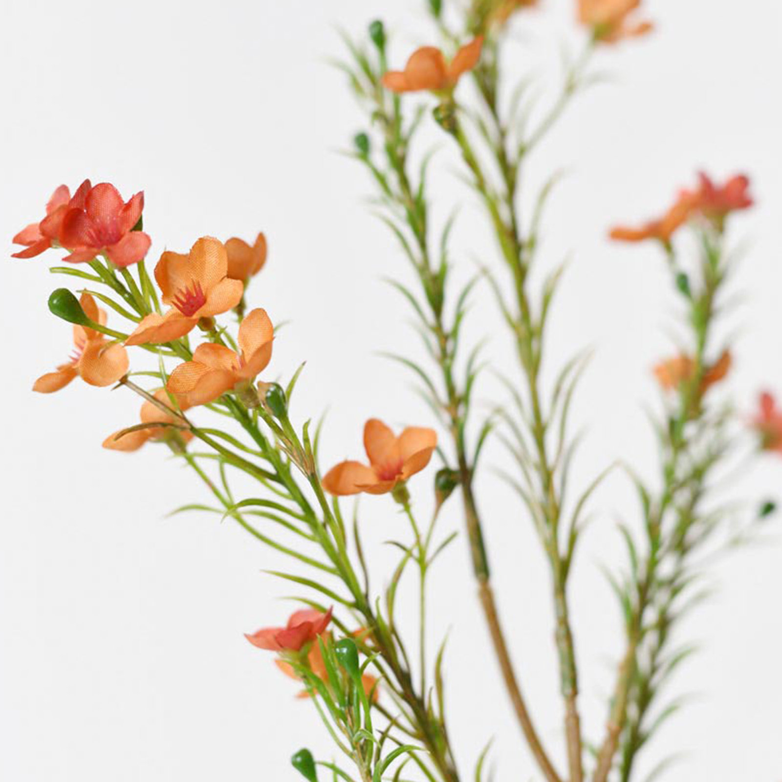 Audet Waxflower Stems, Orange