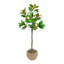 Magnolia dans un pot en ciment