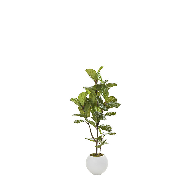 Figuier figuier en pot rond, White