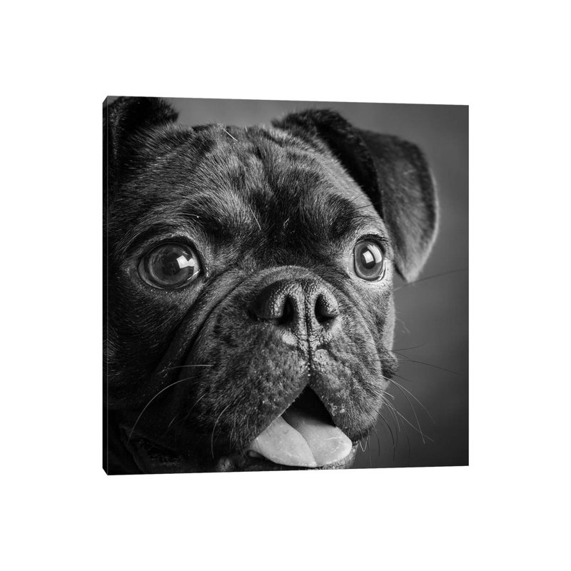 Portrait Of Pug Bulldog Mix Dog - Wrapped Canvas Print, 30.48 cm H x 30.48 cm W