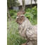 Statue coq debout en bois flotté