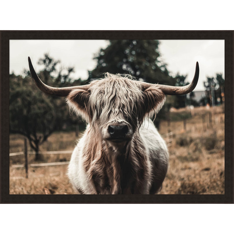 " Field Cow "
