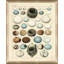Nest And Eggs II Print