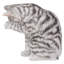 Statue pour laver tabby allongé cat american shorthair-1062425176