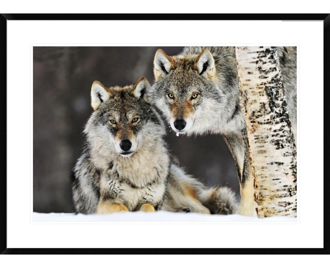 " Wolf Pair In The Snow, Norway " by Jasper Doest Global Gallery