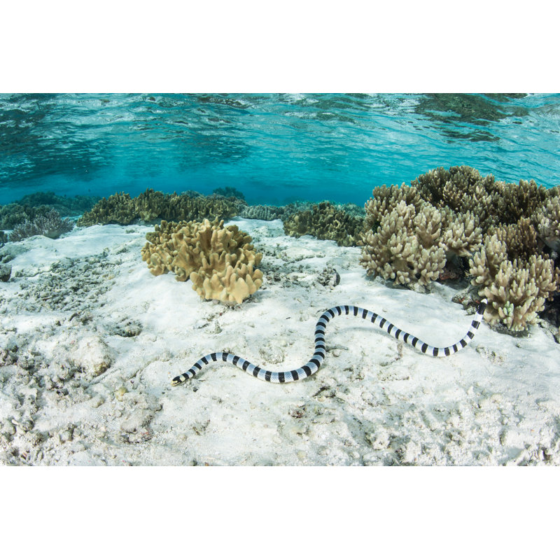 Banded Sea Krait - Wrapped Canvas Print, 30cm H x 46cm W x 3.8cm D