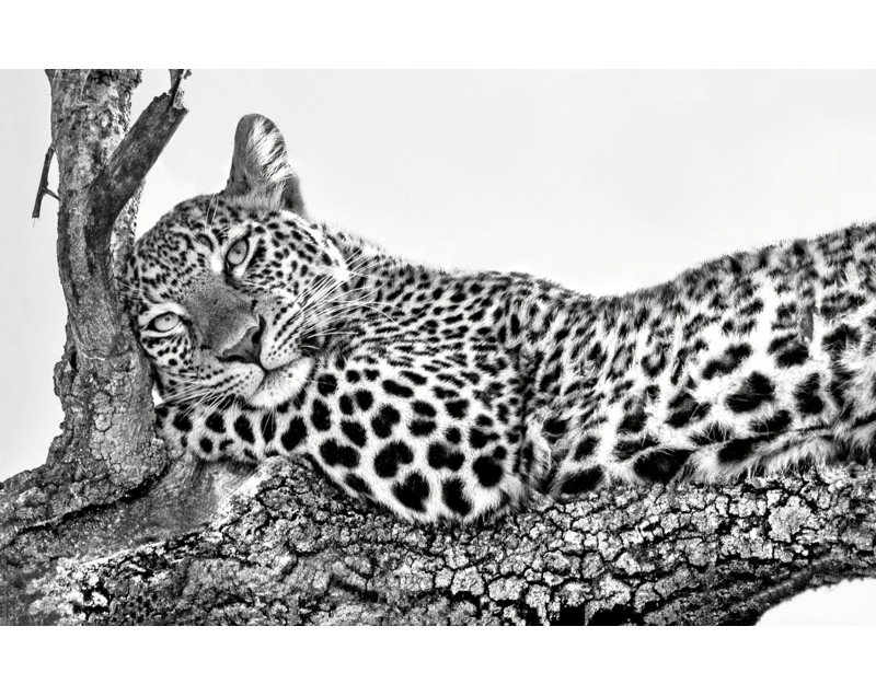 Wrapped Canvas Print, 60.96 cm H x 91.44 cm W