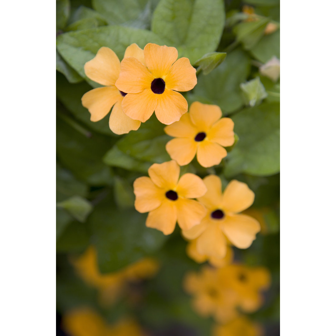 Orange Thunbergia Blumen und Rebe