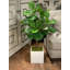 3.5' Fiddle Leaf Fig Tree-636218494
