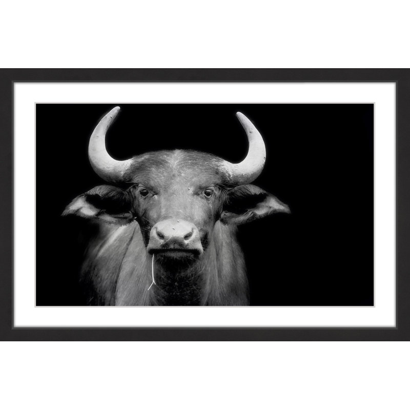 « cow stare », reproduction de photo sur papier encadrée, H 12 po x l 18 po x P 1,5 po, Blanc