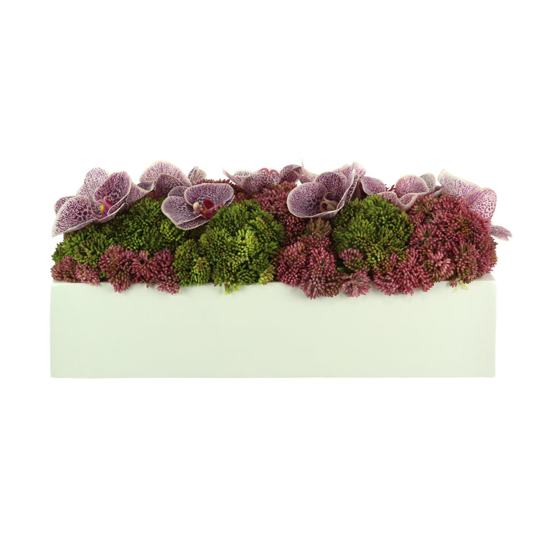 Sedum and Orchids Arranged in Fiberstone Planter