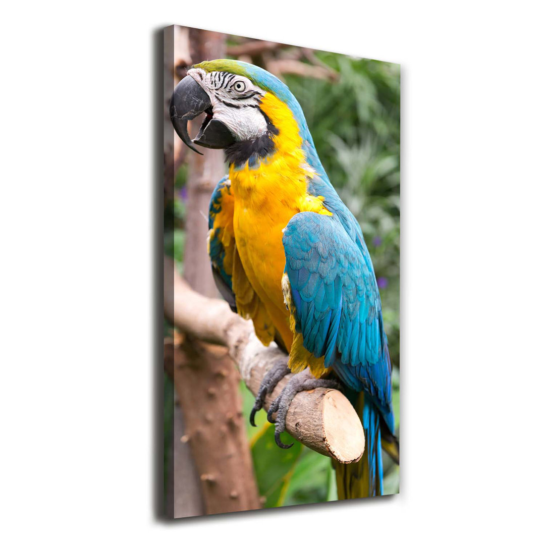 Ara Parrot - Kunstdrucke auf Leinwand - Wrapped Canvas