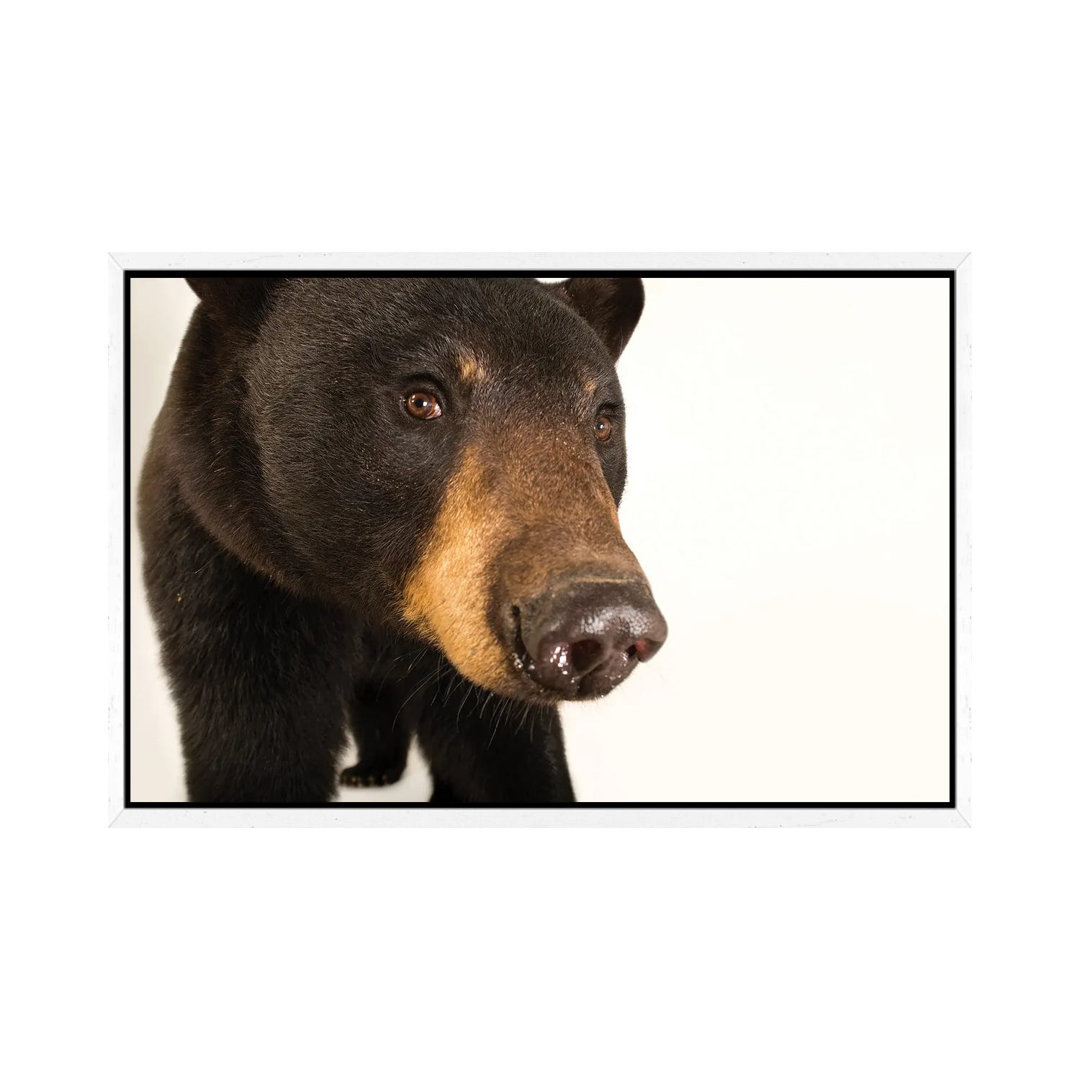 A Louisiana Black Bear At The Caldwell Zoo In Tyler, Texas von Joel Sartore - Galerie-verpackte Leinwand Giclée