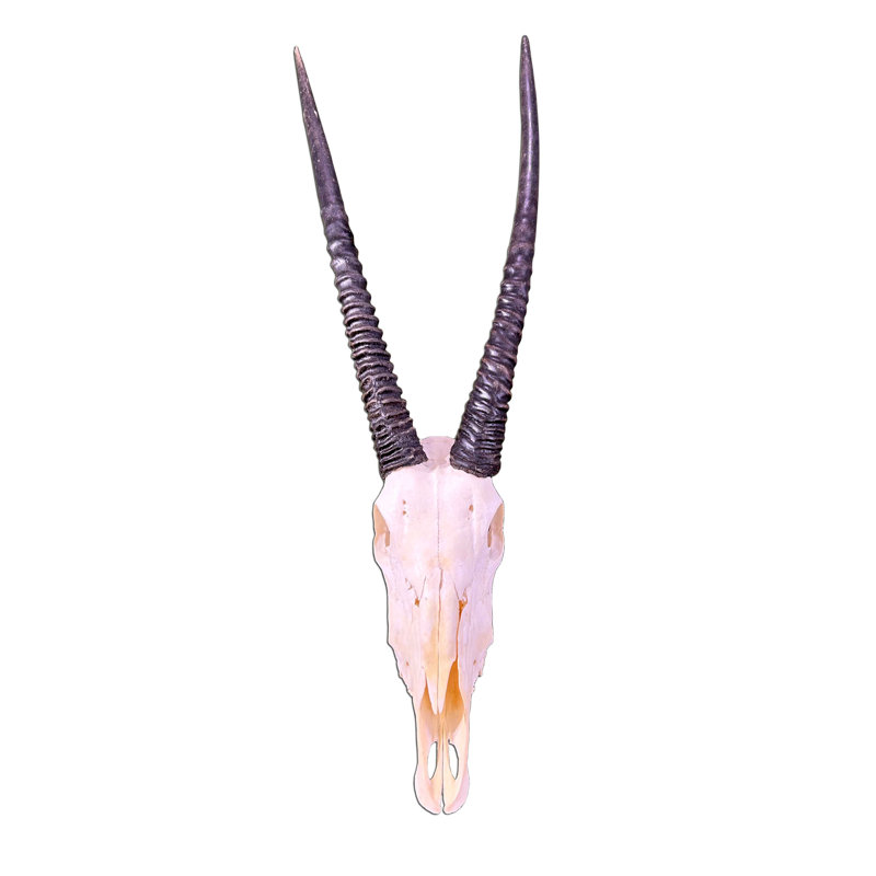 Crâne d'antilope Hadji