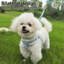 Harnais et laisse de chien pour la marche - bleu-118161256-118161255