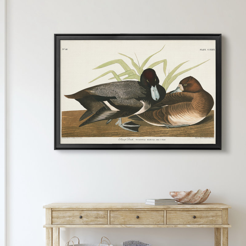 Scaup Duck - reproduction d'art sur toile, Noir, H 30,5 po x l 42,5 po x P 1,5 po