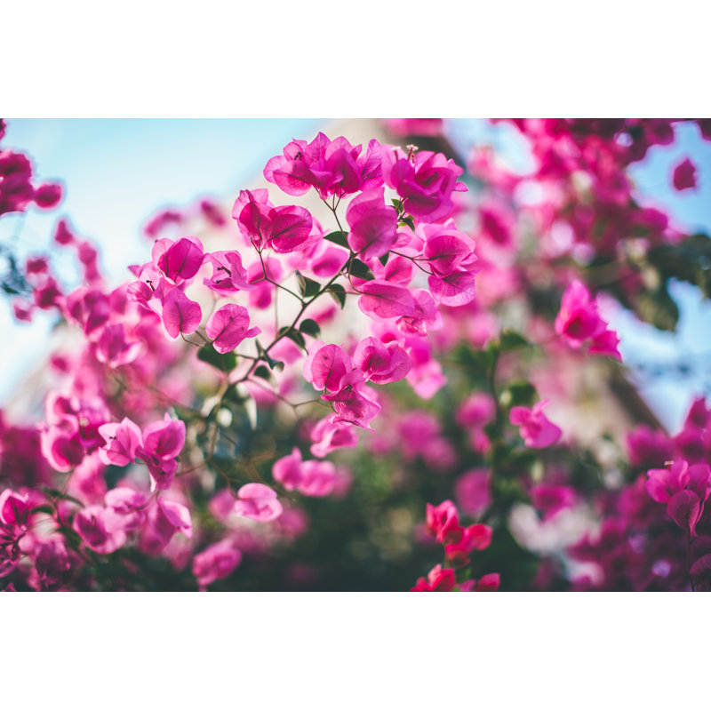 Bougainvillea Flowers by Pekic - Wrapped Canvas Print