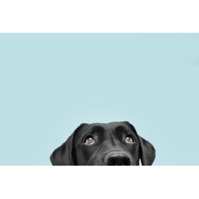 Labrador Dog - Wrapped Canvas Print