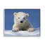 Bébé ours polaire regardant par Shane Lamb-93849972-93847485