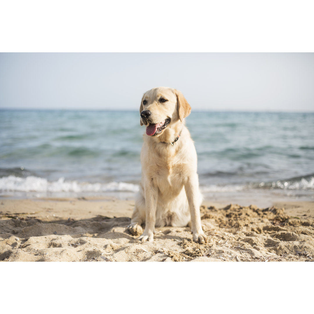 Dog At The Beach