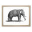 Elephant in Black & White by George Shaw - Picture Frame Drawing Print-55539495-55539491