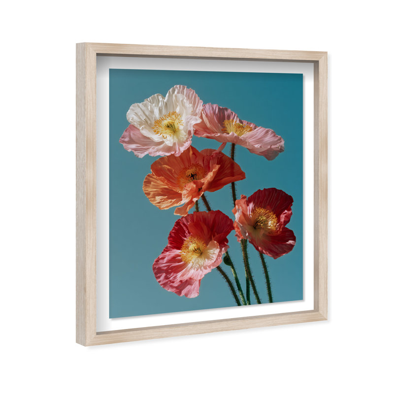 Poppy Bloom I Shadowbox Floral & Botanical Print by Oliver Gal, Black Frame, 16 x 20, Natural Oak Shadowbox, 21.5"H x 25.5"W