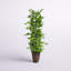 Ficus artificiel 96 po en pot