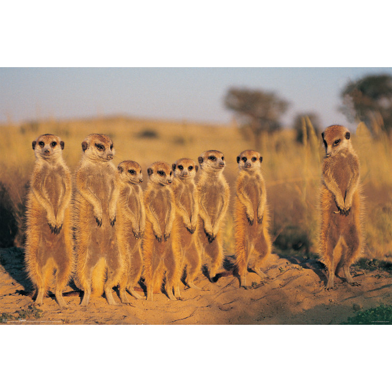 Impression sur papier suricate
