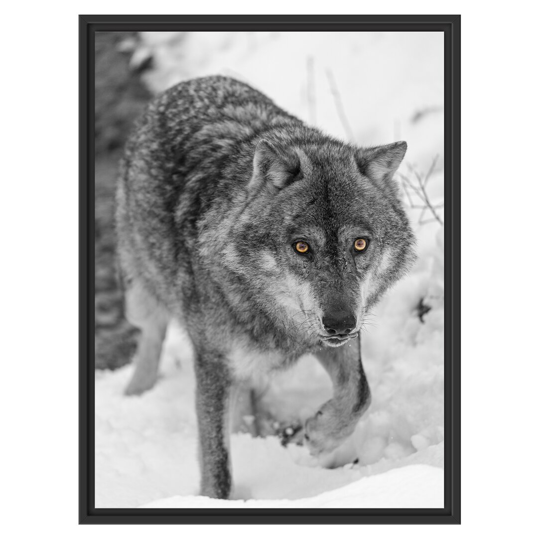 Stalking Wolf Gerahmter Fotokunstdruck