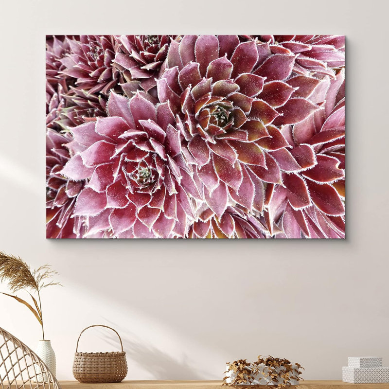 Succulent " Purple And Pink Rose Crassula Succulent Wilderness ", 32'' H x 48'' W
