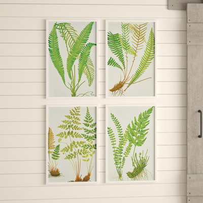 Fern Botanical Study Framed Prints, Set of 4