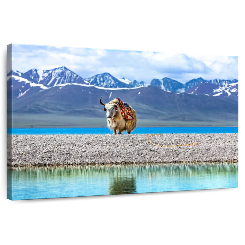 Yak In Namtso Lake