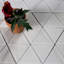 Carrelage mural décoratif de style mosaïque de cuisine et de salle de bain 4 po x 4,5 po Nature-36935873