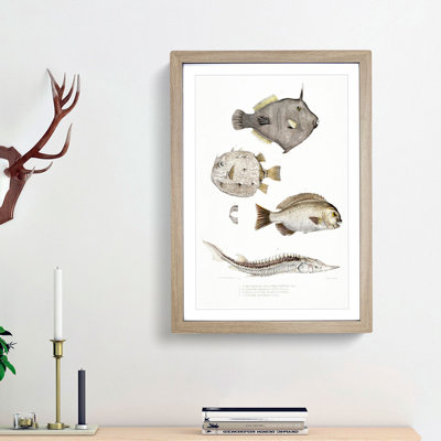 Selection of Fish by John Edward Gray - Picture Frame Painting Print