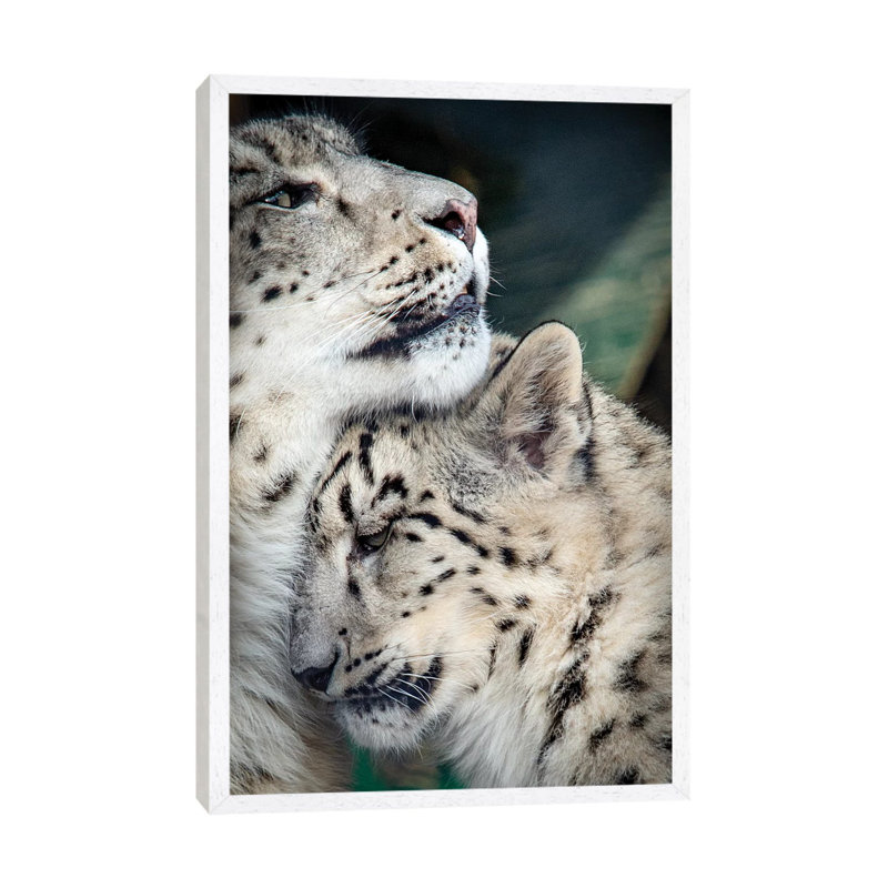 Snow Leopard Mother and Cab 1 Piece Wall Art on Canvas, 66.04cm H x 45.72cm W x 3.81cm D, White Framed