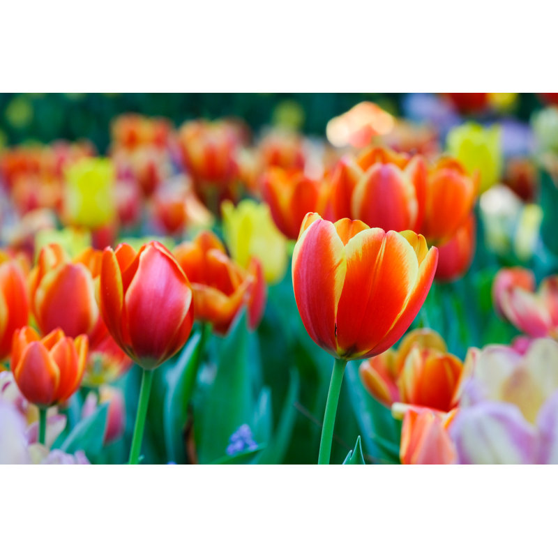 Tulip Meadow - Wrapped Canvas Print, 30cm H x 46cm W