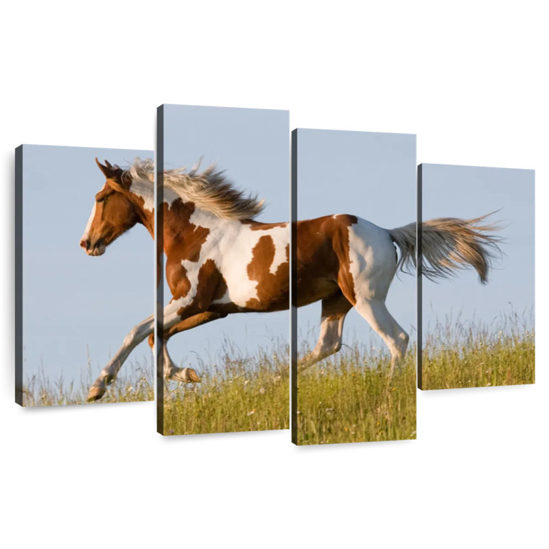 Cheval Appaloosa Brampt Free, H 22 po x l 36 po
