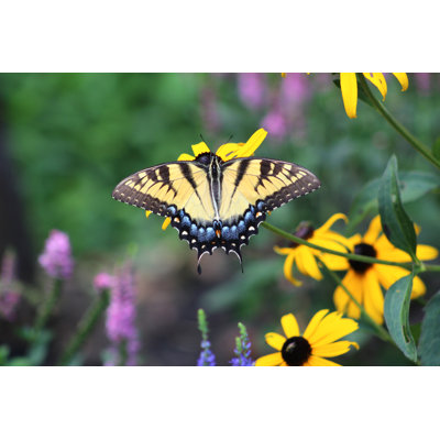 Photographie de papillon sur toile Deserai