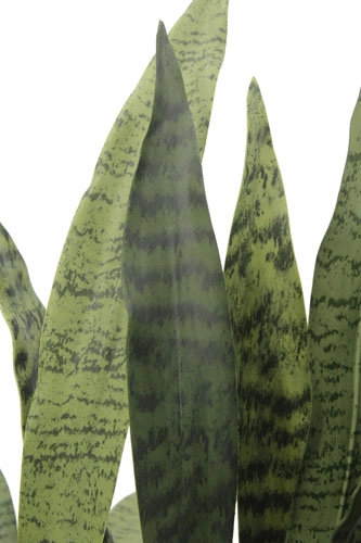 27" Potted Snake Plant - Natural, Natural