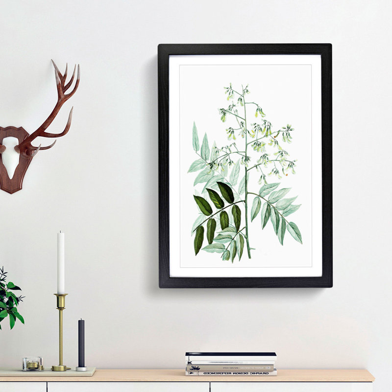 Japanese Pagoda Tree by Pierre-Joseph Redoute - Picture Frame Graphic Art Print, Black Framed, 48cm H x 36cm W x 2cm D