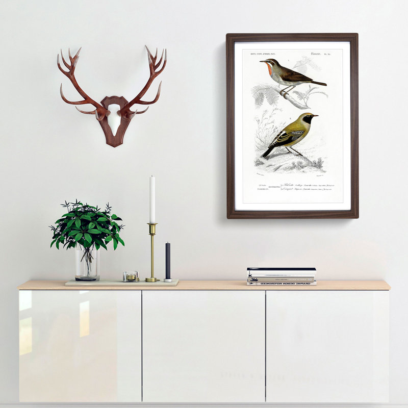 Bird Illustrations PL. 55 by Charles d Orbigny - Framed Print, Walnut Framed, 33cm H x 24cm W x 2cm D