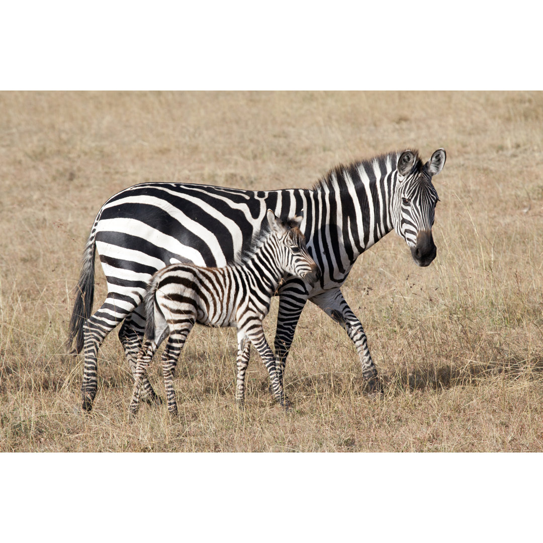 Zebra mit jungem Fohlen von Angelika - Druck