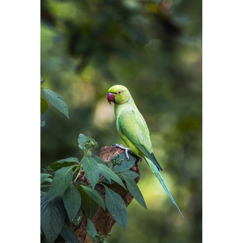 Linette Rose-Ringed Parakeet by Utopia_88 - Wrapped Canvas Print, 91cm H x 61cm W x 3.8cm D