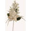 Spring Multi Jeweled Poinsettia 26" Stem
