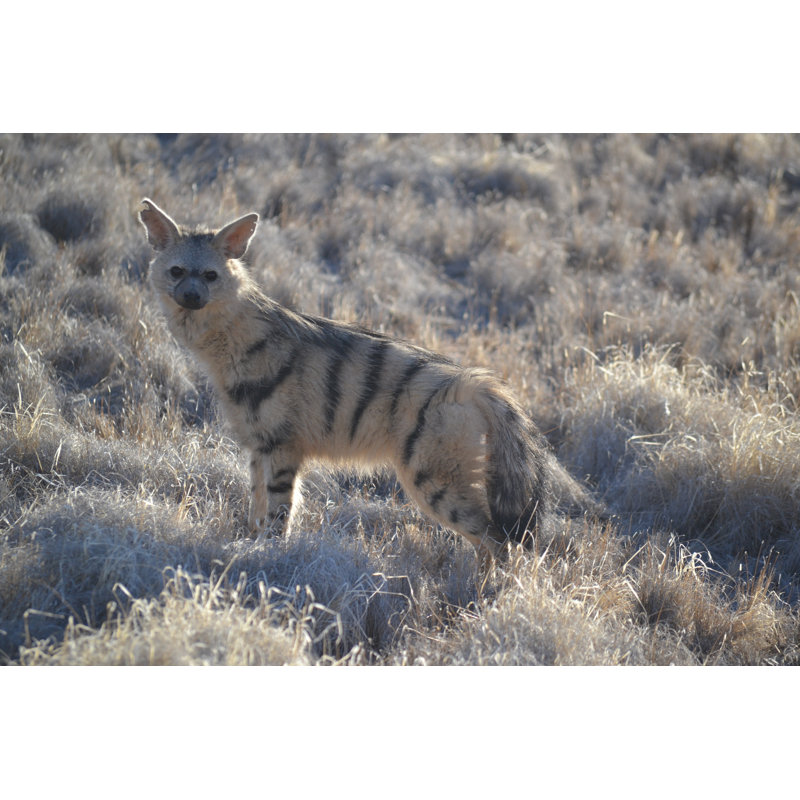 Aardwolf by Bmcgow - Wrapped Canvas Print, 30cm H x 46cm W