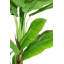 Bananier artificiel en pot 77,5 po Panama-1359492476