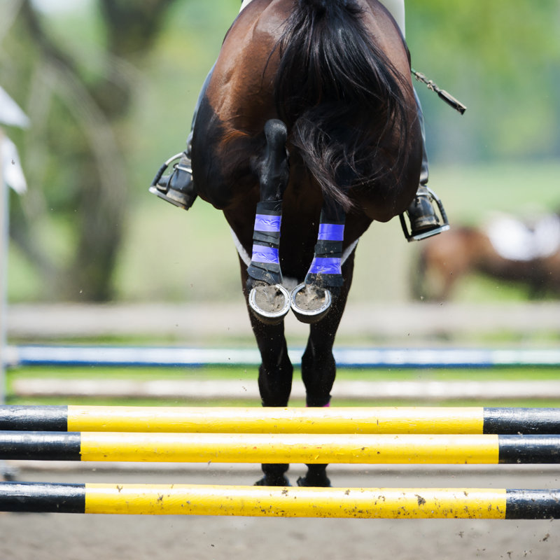 Horses Rear Hooves Over Jump by Cmannphoto - Wrapped Canvas Print, 91cm H x 91cm W