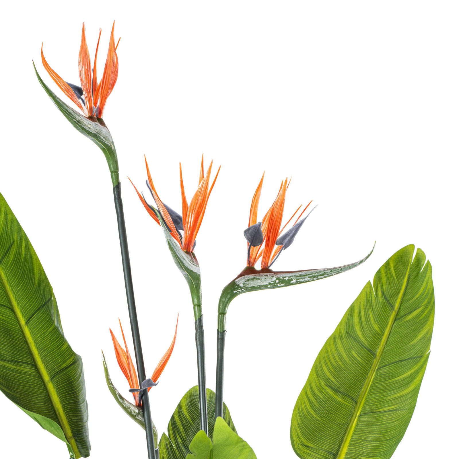 Bird of Paradise Tree in Pot, 36" H x 14" W x 14" D