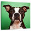 Boston Terrier Brampt Attentive-109215118