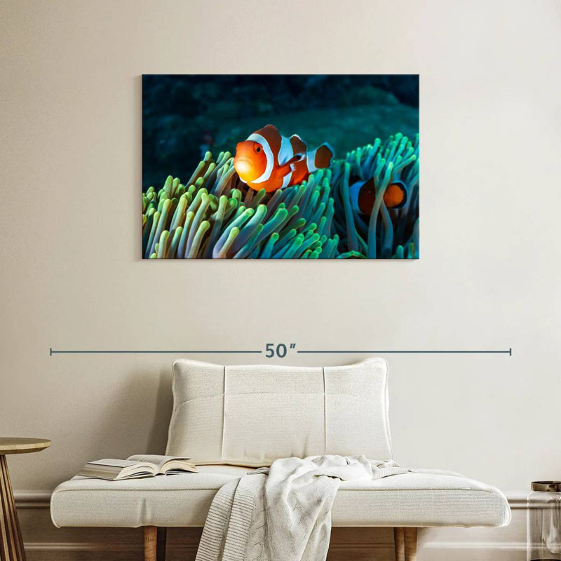 Brampt Frowning Clownfish, 24" H x 36" W